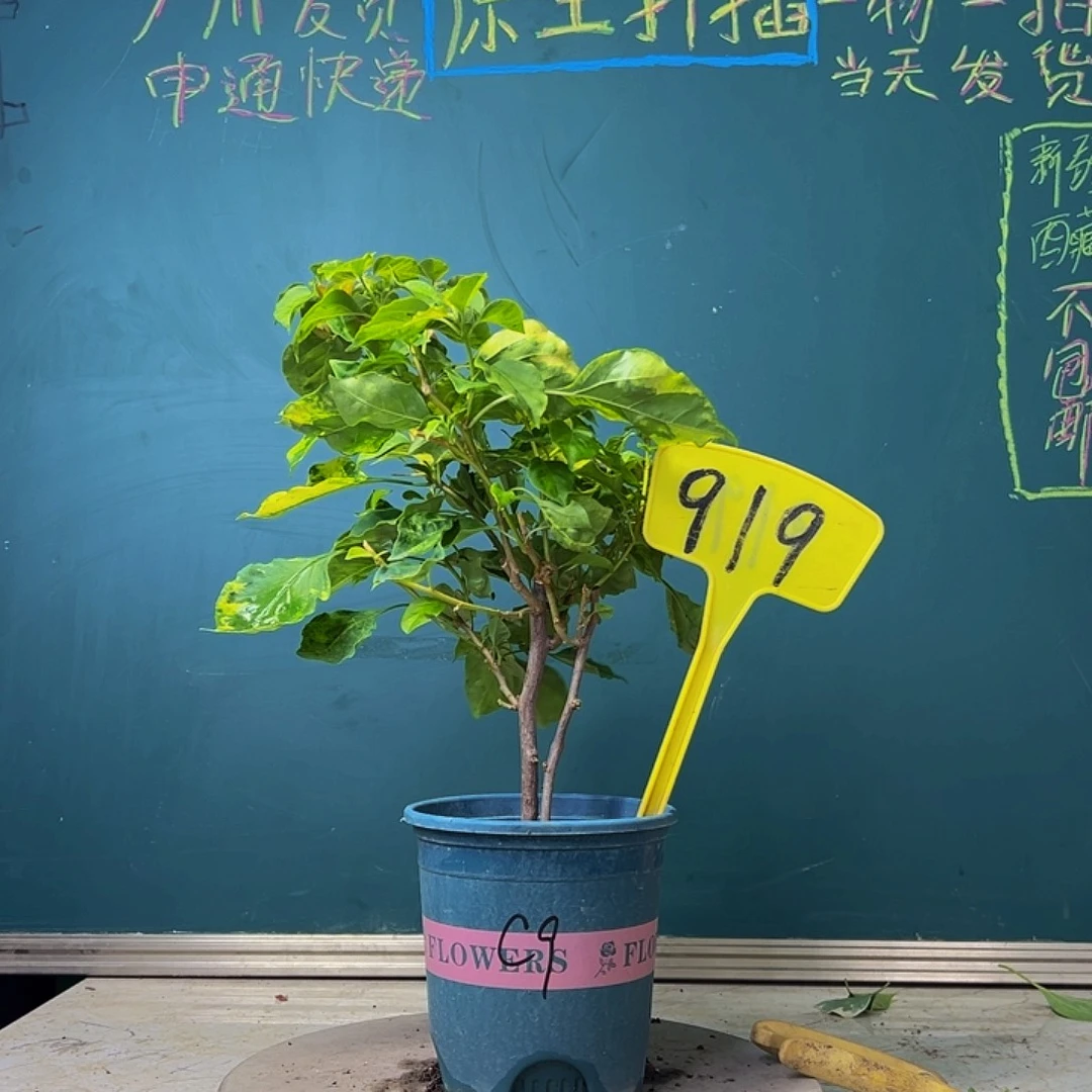 当前无花栽培后可以开花双杆 橙九月 919