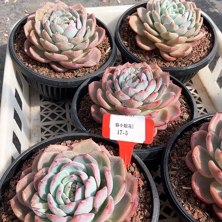 17.5红鸾一个多肉植物