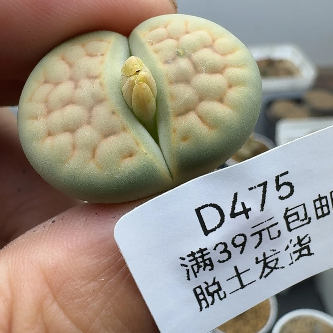 475黄绿富贵哈哈哈哈哈哈