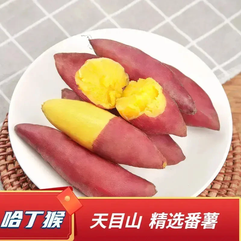 天目山小香薯5斤装新鲜农产品蜜薯软糯香甜地瓜番薯
