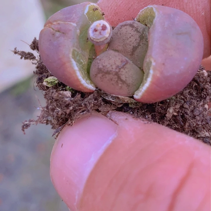 1455556566556566855658566