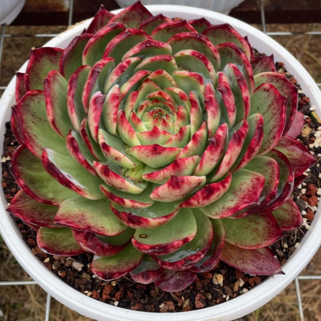 惊鸿仙子冠服20左右