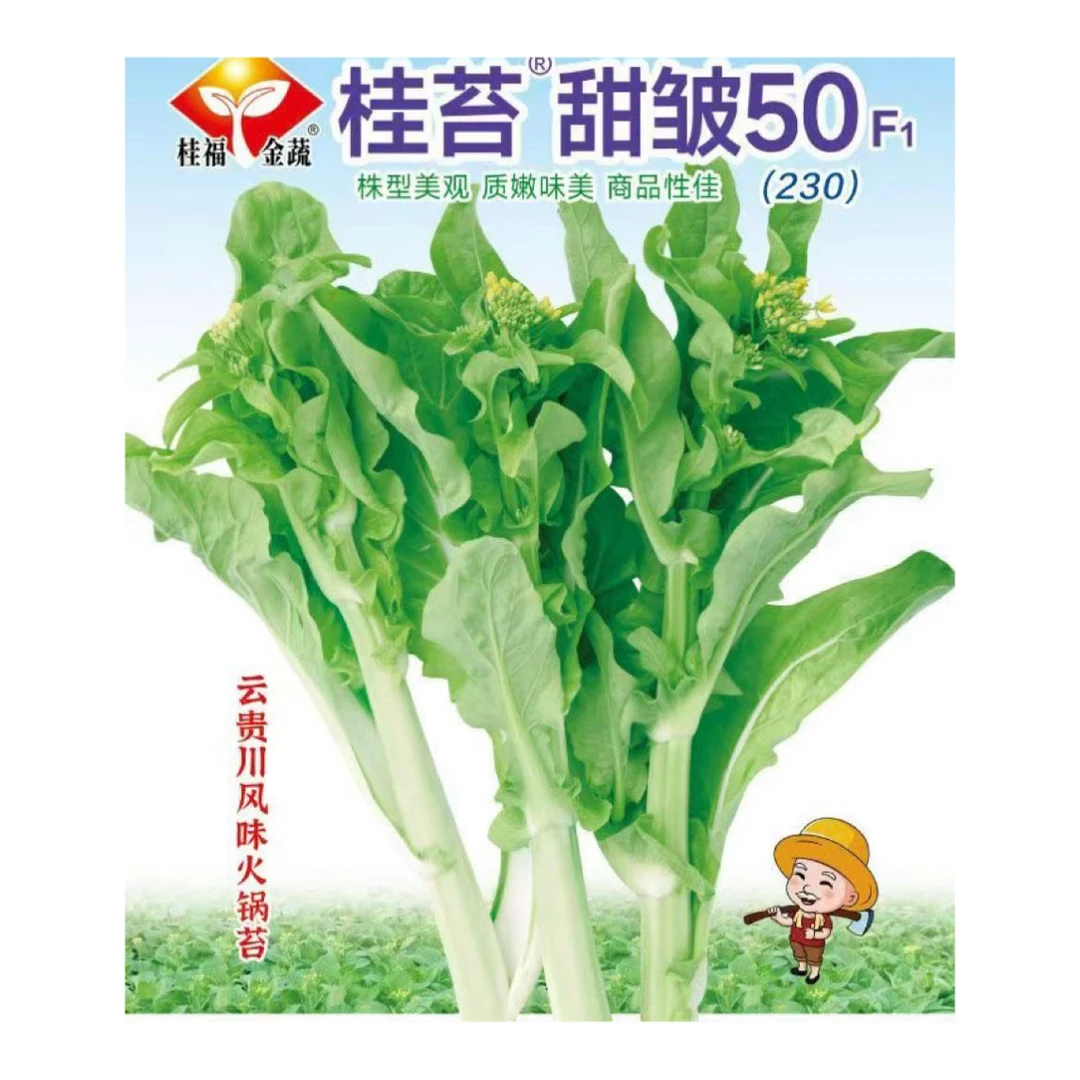 早熟白菜苔种子秋季可种阳台庭院种植高产抗病可多次采收