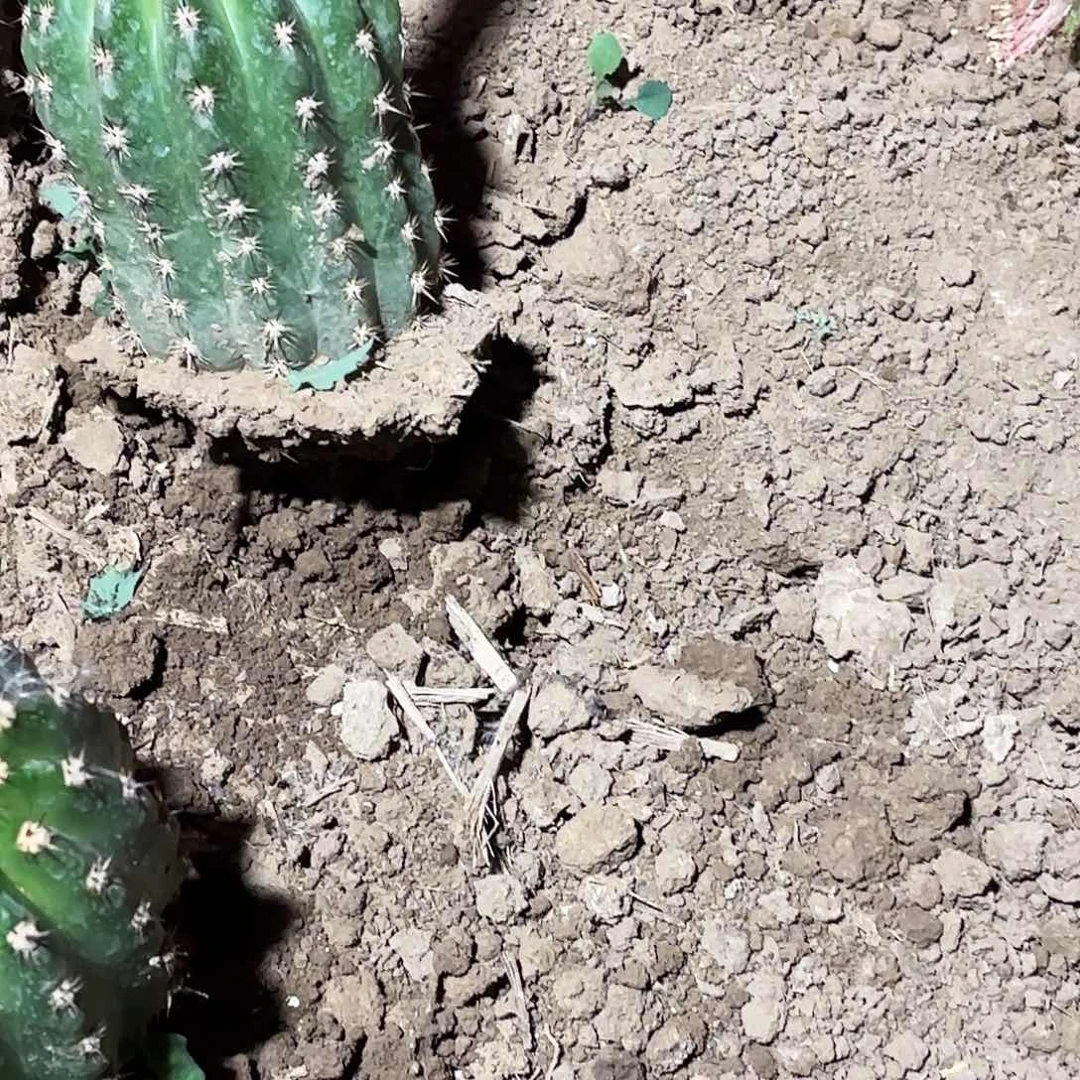 327 毛花柱瑕仙人球