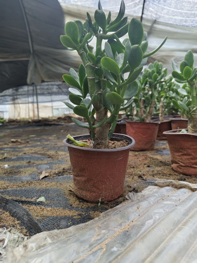 带土球发货3年老桩玉树高度25厘米以上盆栽绿植