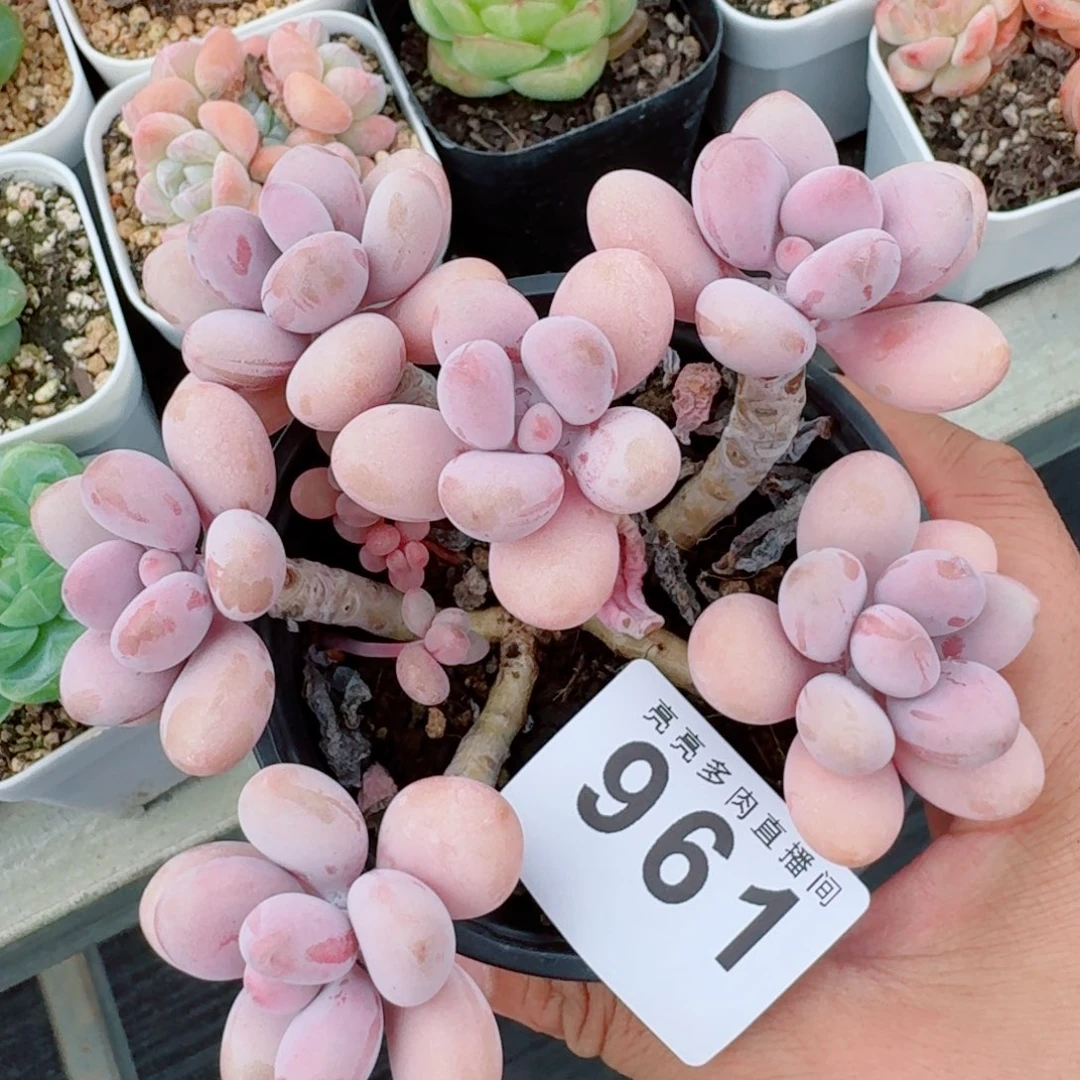 桃蛋老桩            精美多肉植物