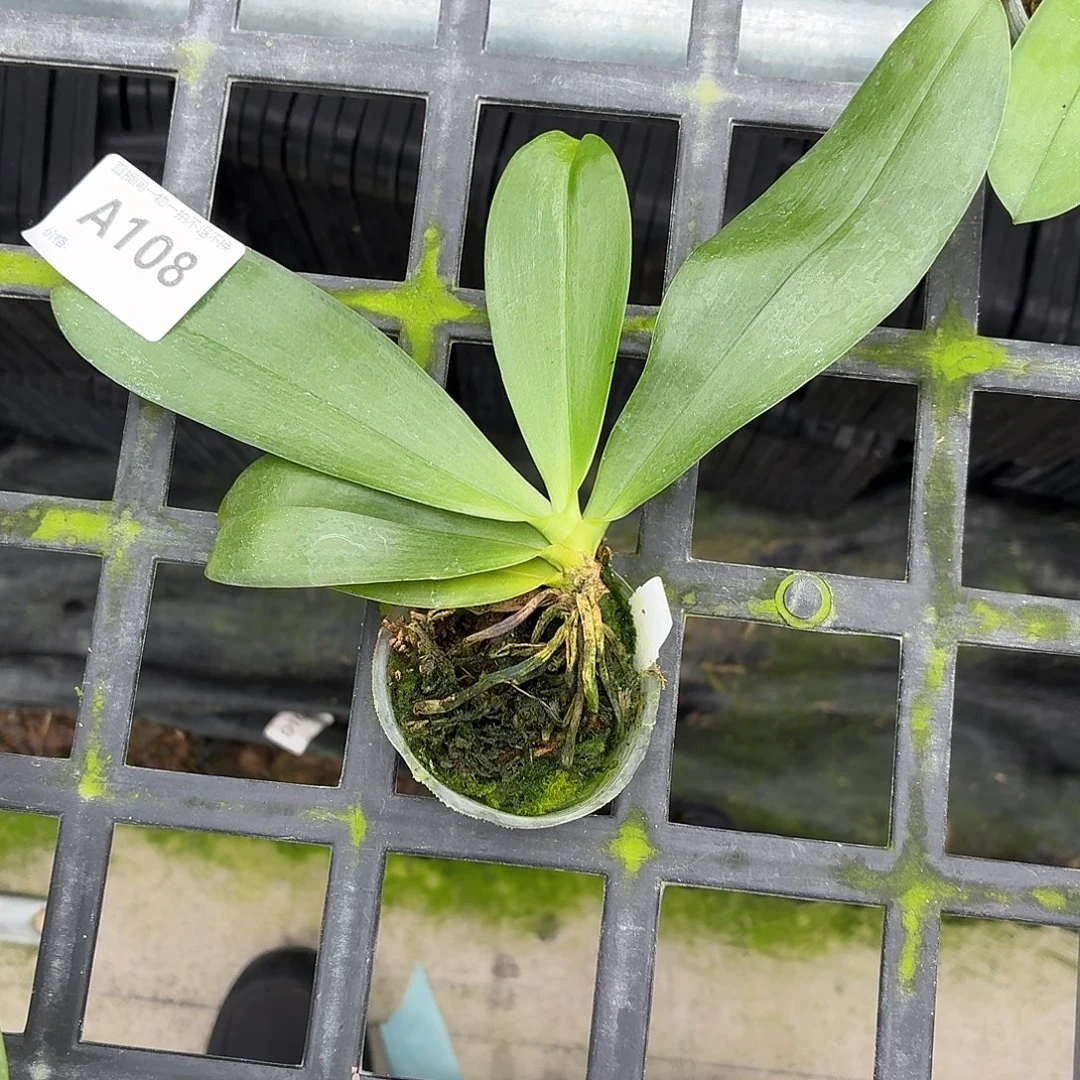当前无花朵，栽培后可花朵A108yss1162瑕疵