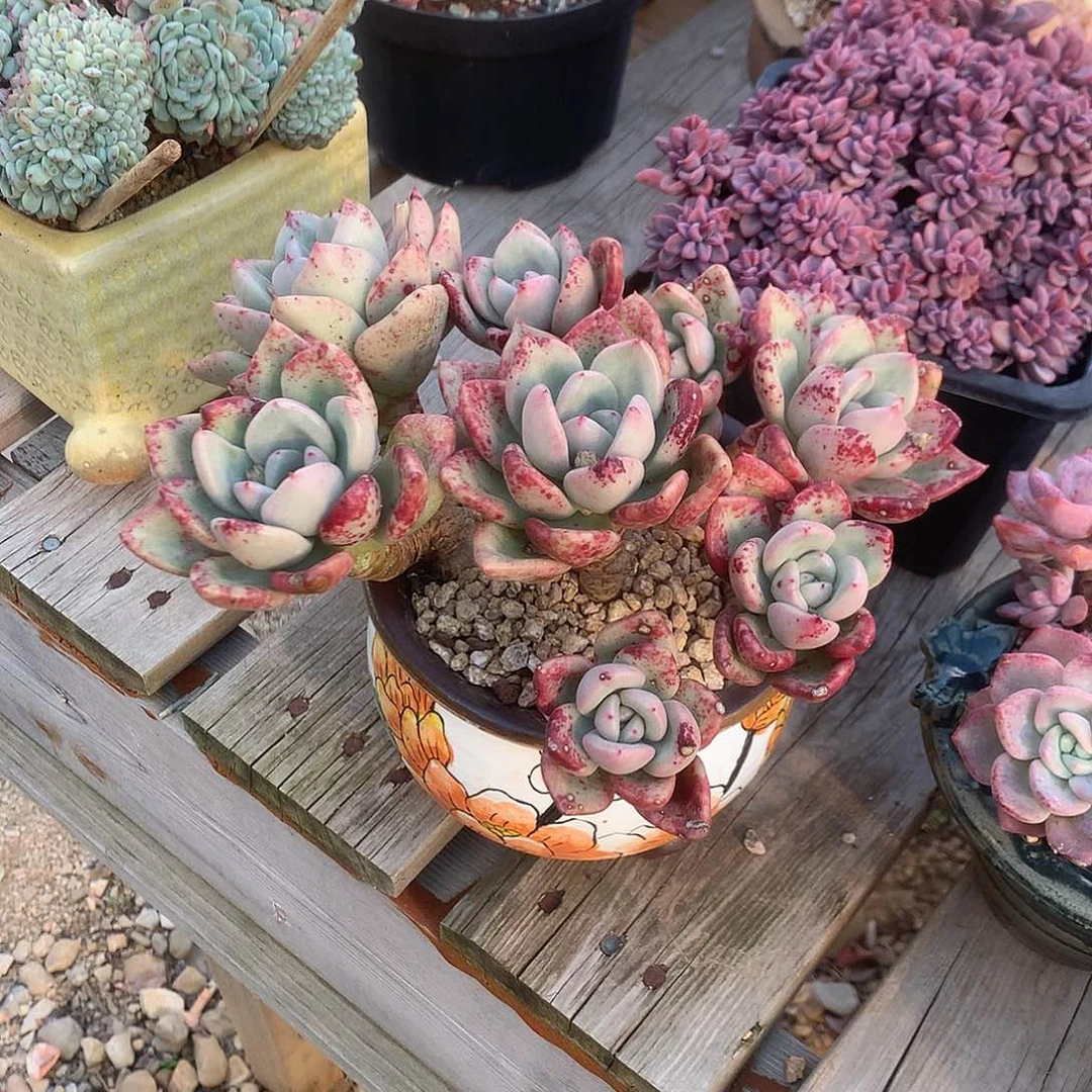 皮*妹奶油鳄梨多肉植物脱土