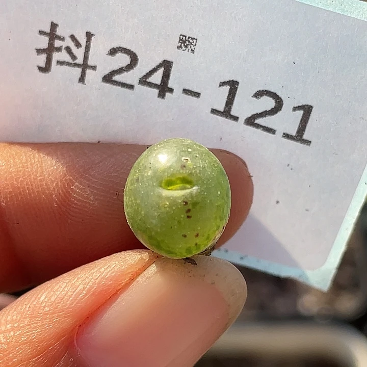 24-121勋章多肉植物