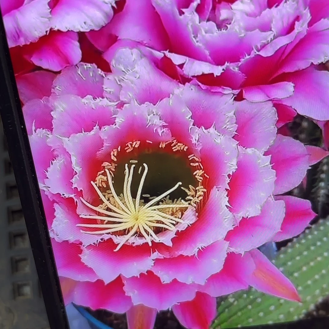 七仙女毛侧牙20包邮仙人球27