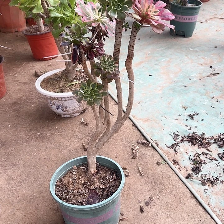 红陶周*生哈哈哈哈哈哈哈哈哈哈