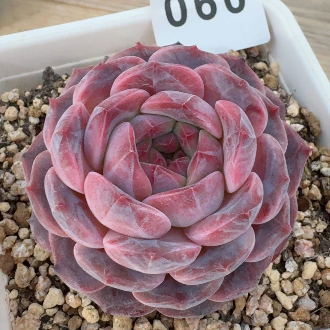 紫魄         精品多肉