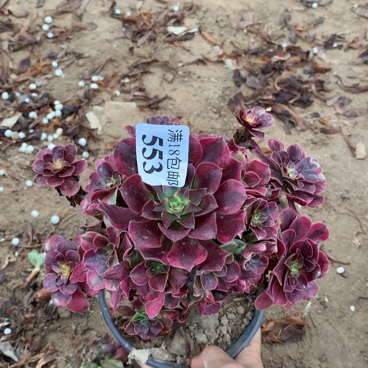 553美杜莎手捧1号棚