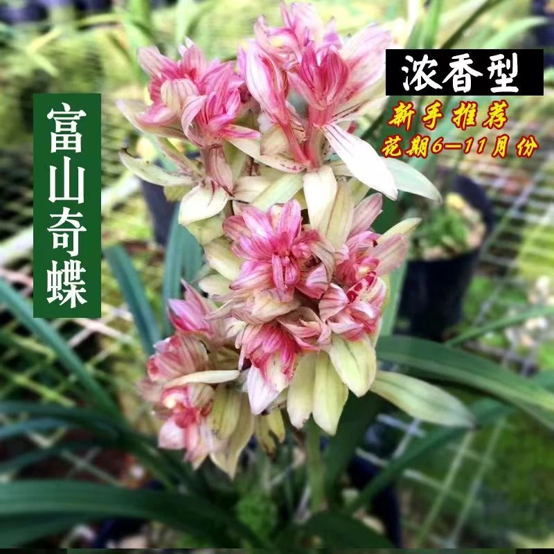 富山奇蝶四季兰建兰正品兰花浓香型花卉复色花一杆多花四季兰