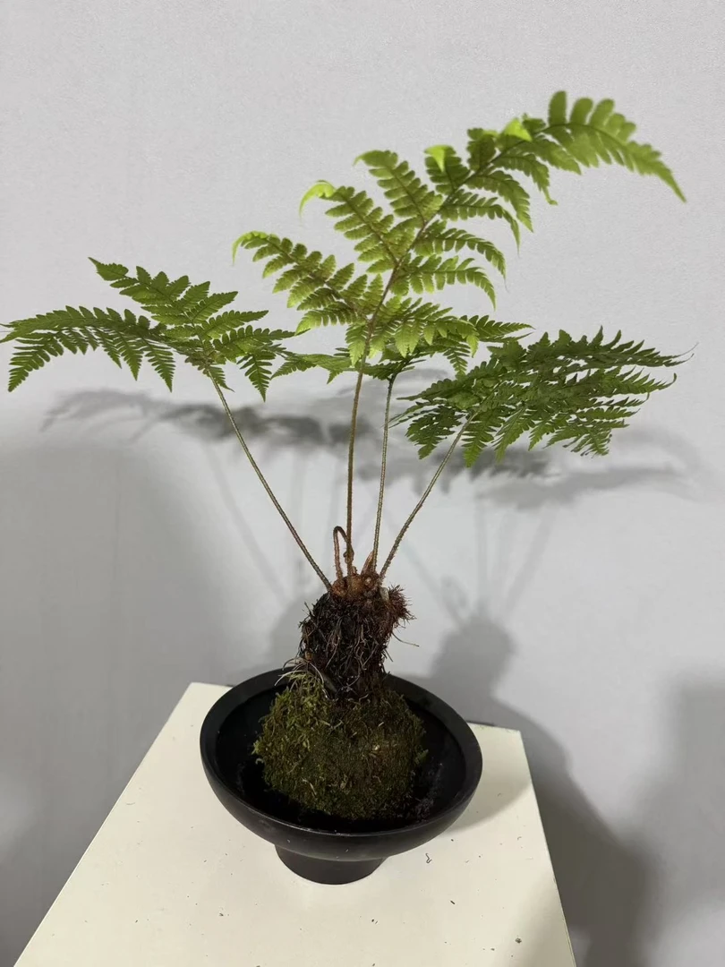 一物一拍.植物水培红鳞蕨苔藓球室内加湿中式禅意观叶绿植