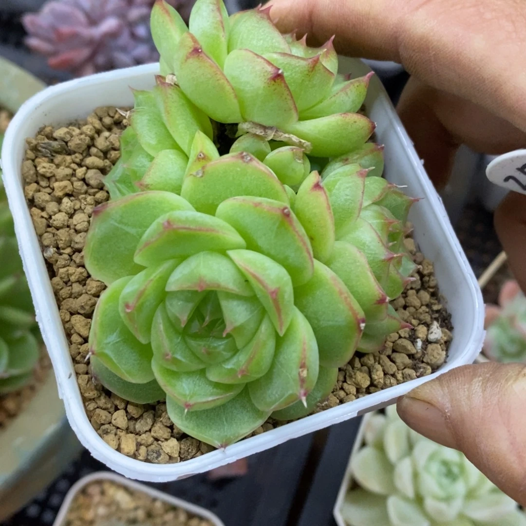 精品多肉一物一拍不包整251