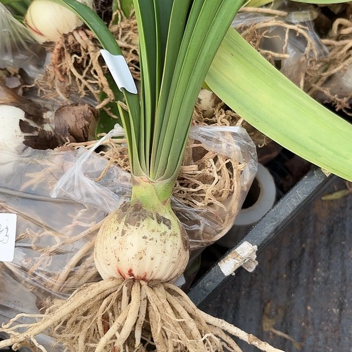 冬***杨安吉拉五➕有标带土3720