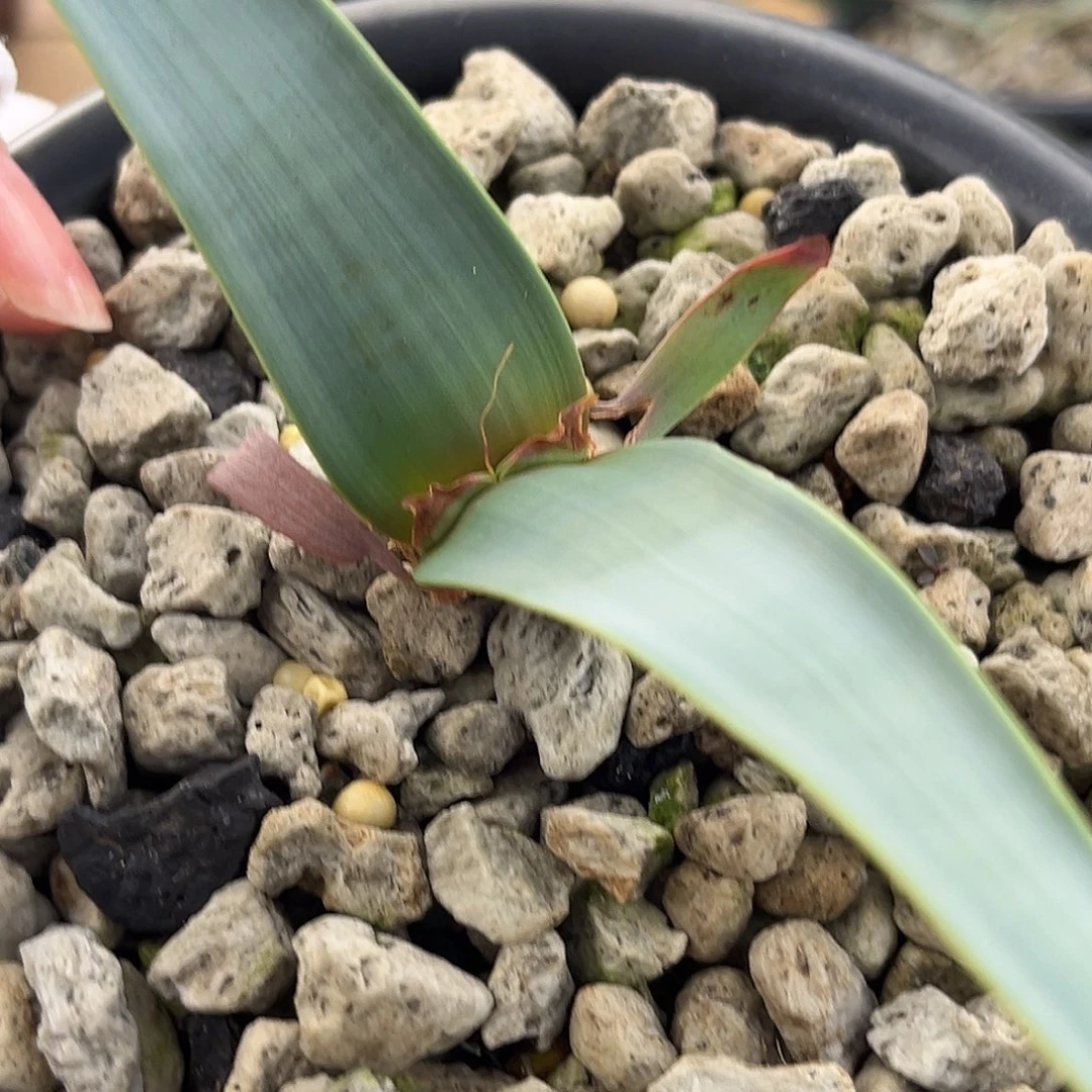 汤圆植物145百岁兰好看