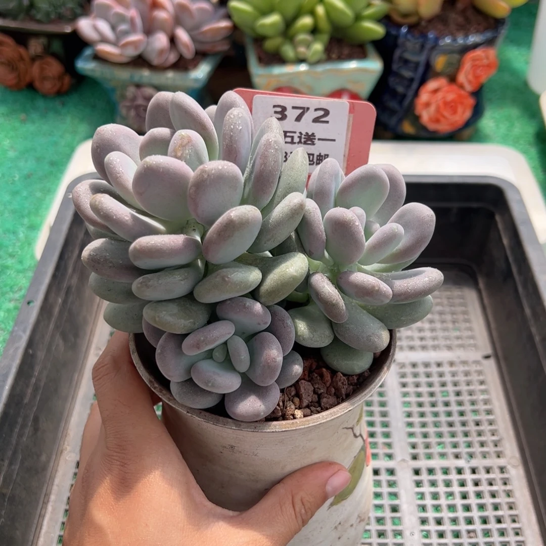 丫***️表妹精品多肉植物372.