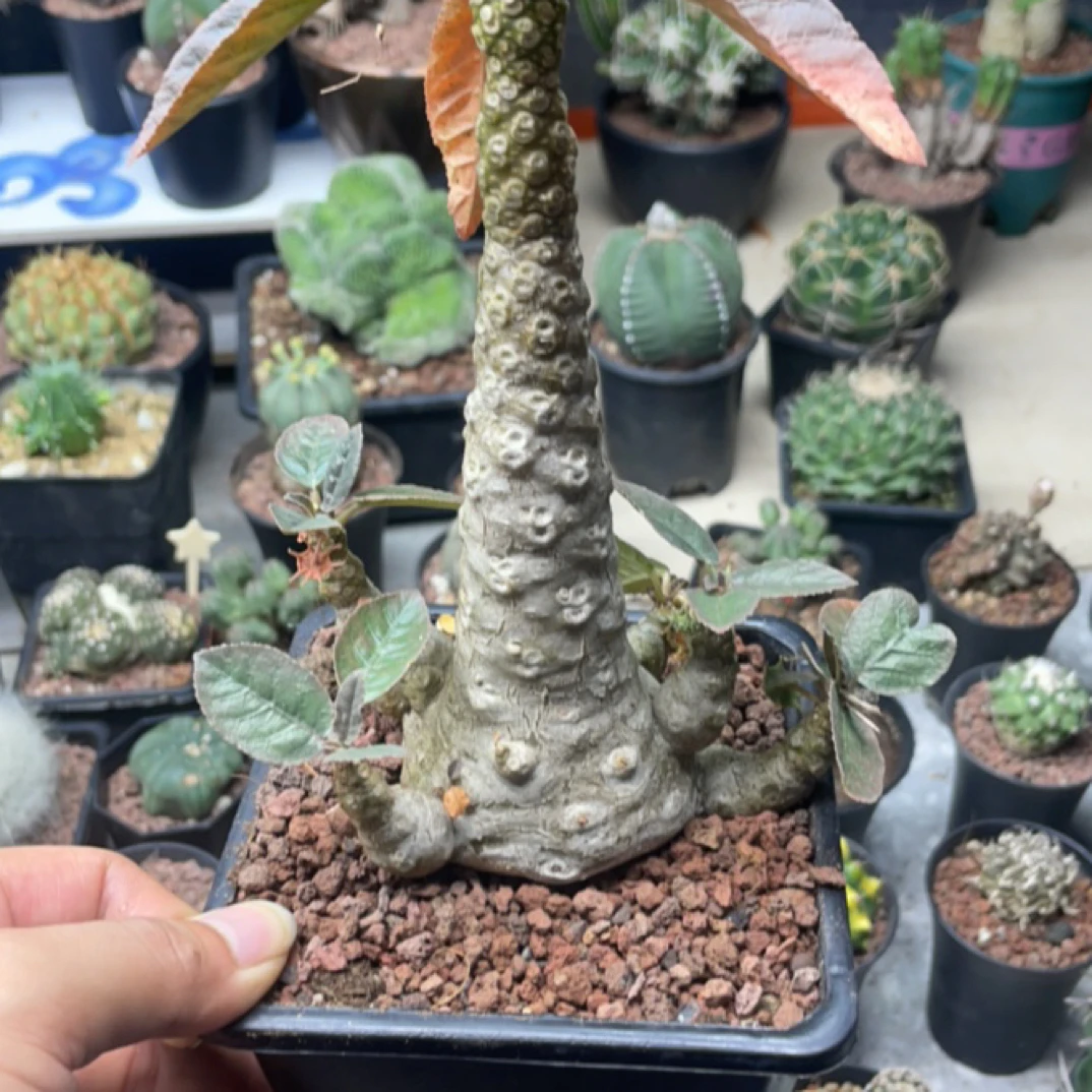 锦叶琉桑一图一物