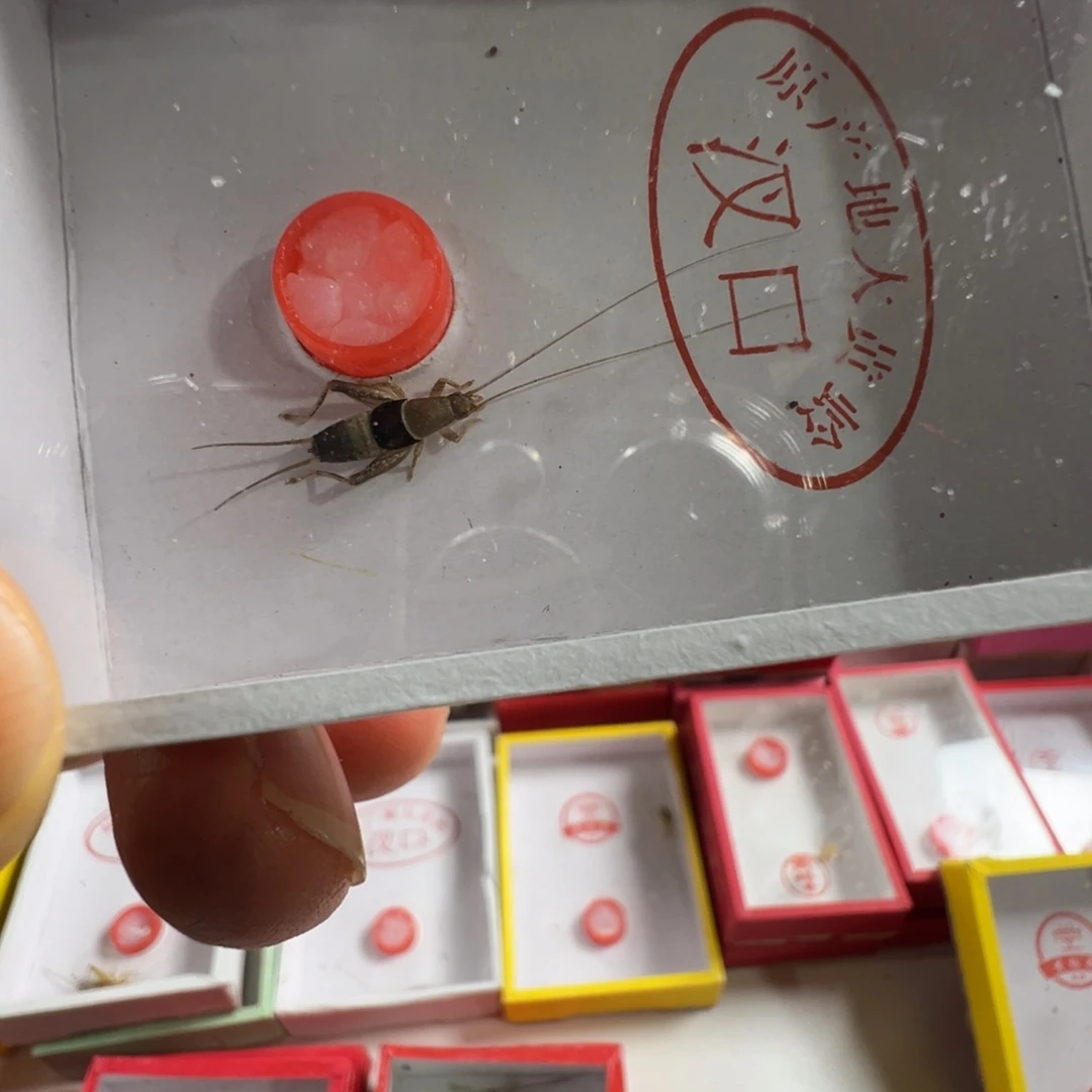 蟋蟀一只水墨仙子漂亮