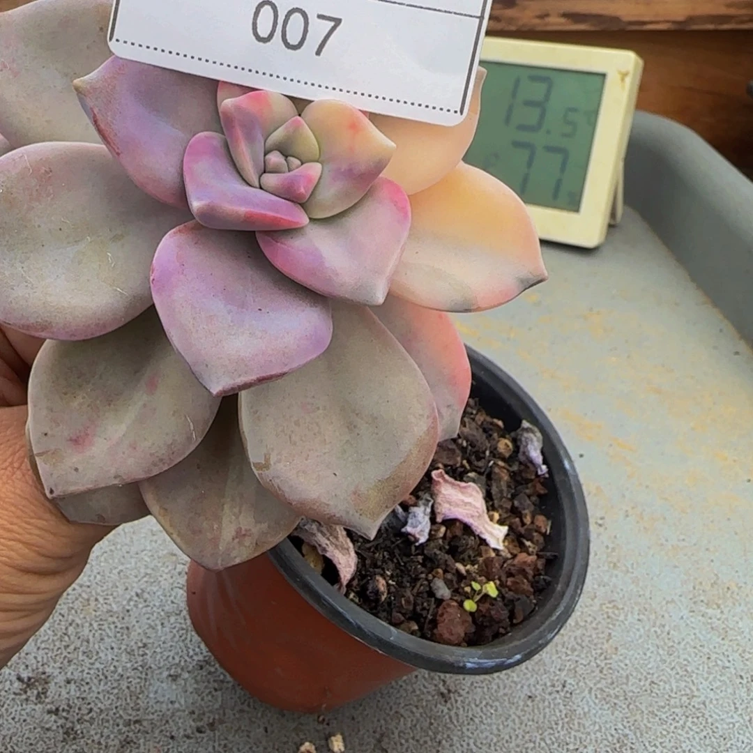 007紫乐锦多肉单头黄锦