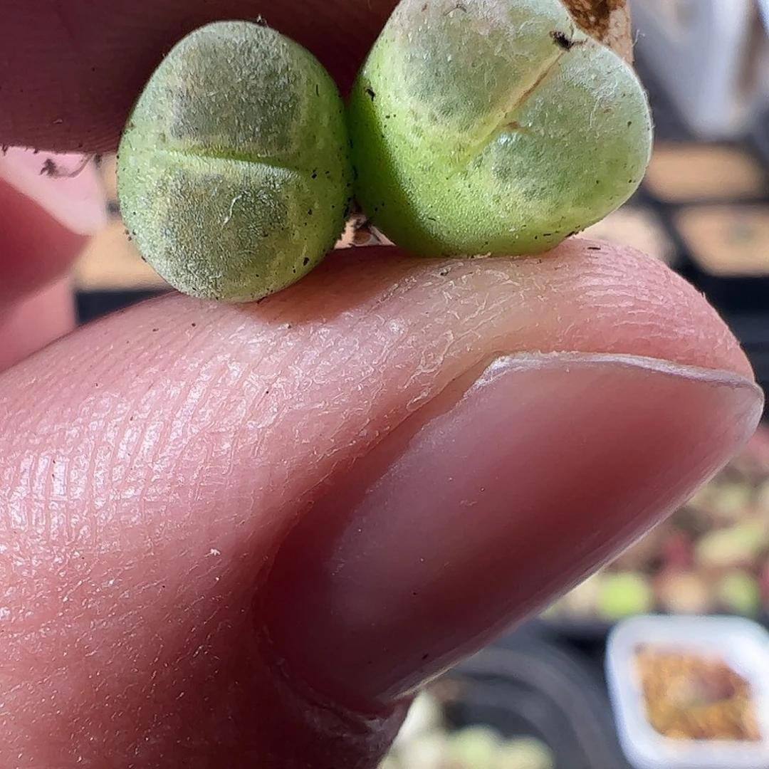 0000544 一物一拍……