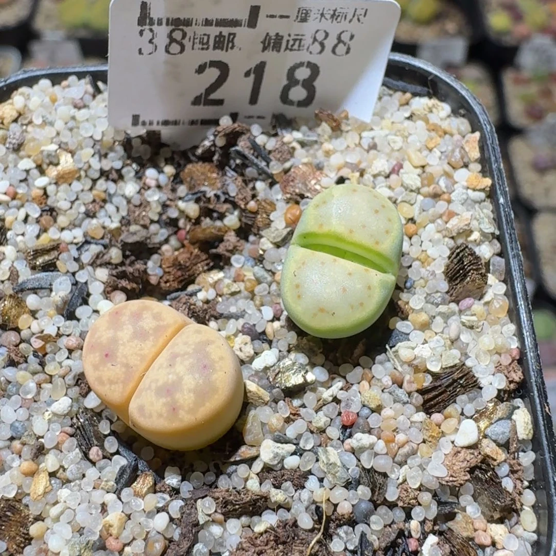 a***aSss精品生石花 218