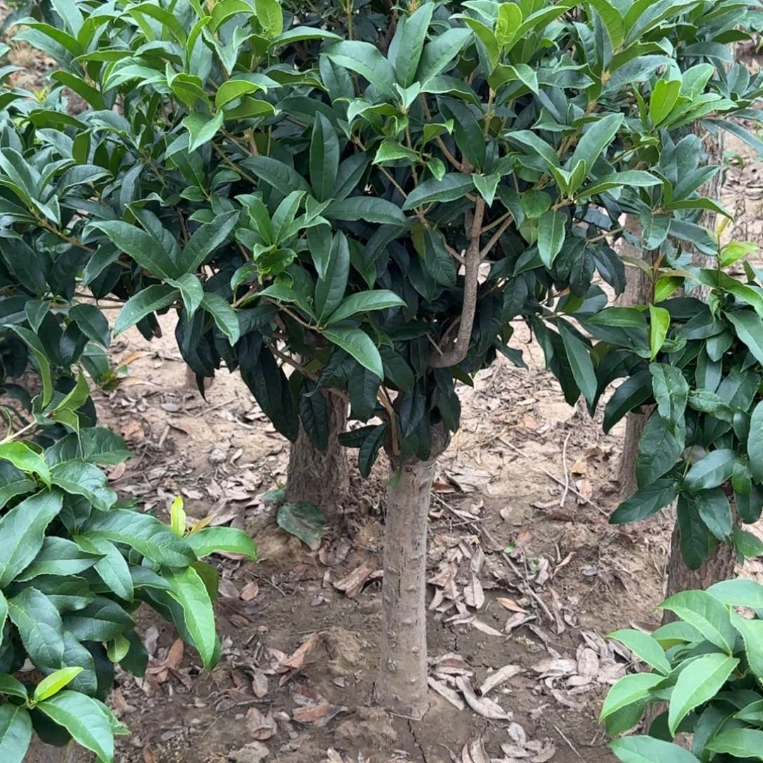西***饼无花朵桂花。八月桂系列