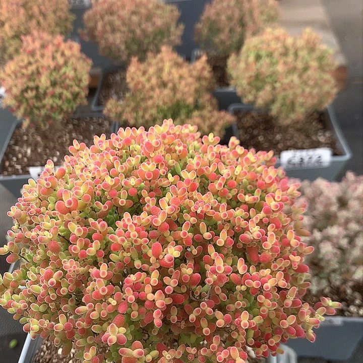 c351蜜橘糖球枝干番杏