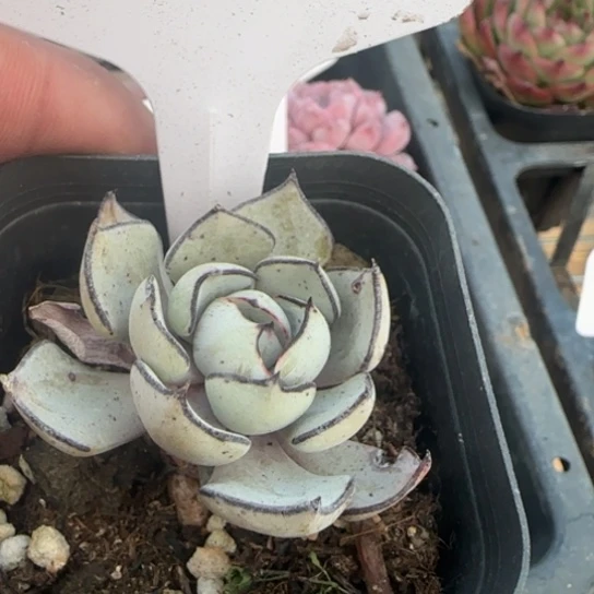 598 一物一拍多肉