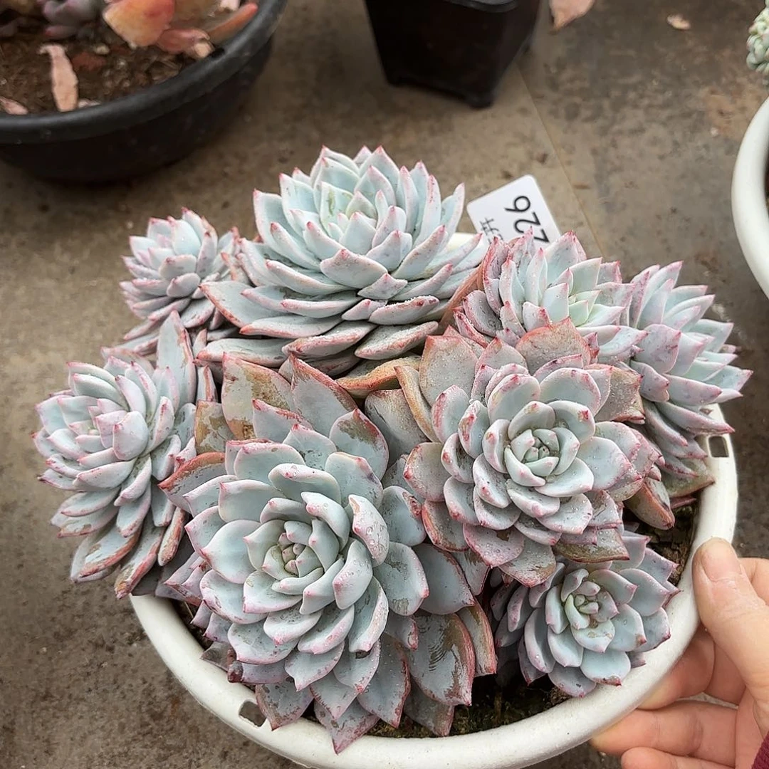 同温层多肉粉蓝哦226