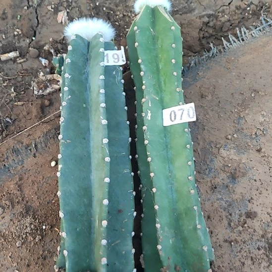 杨***院量天尺九尾狐缀化2个195，070