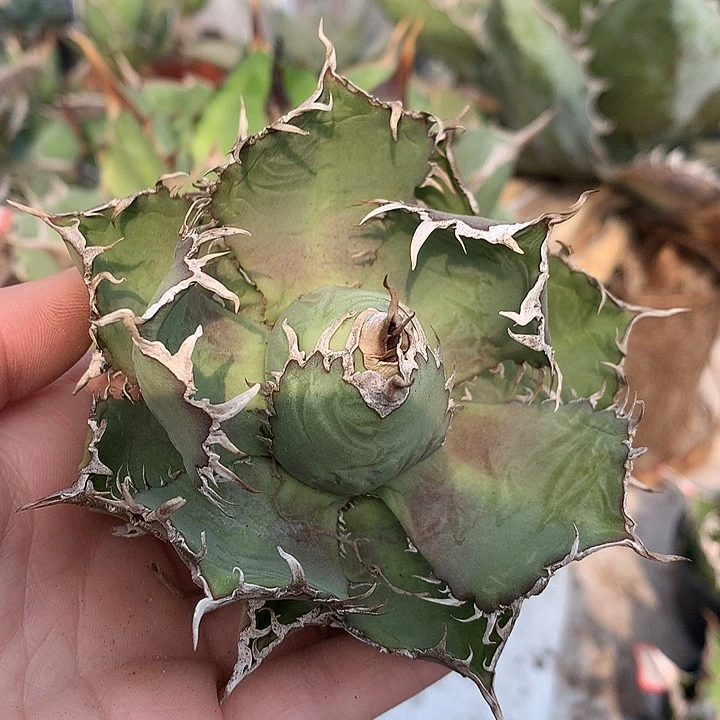 327蕾丝666666666666