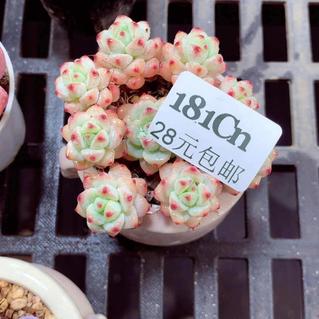 5厘米盆精控多肉181