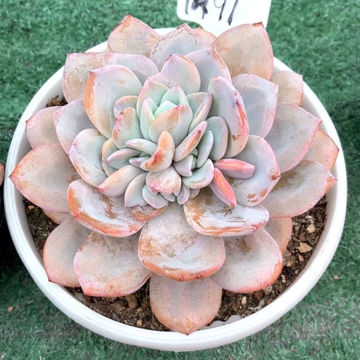 w***⁹奶茶91号码牌子的话题了解