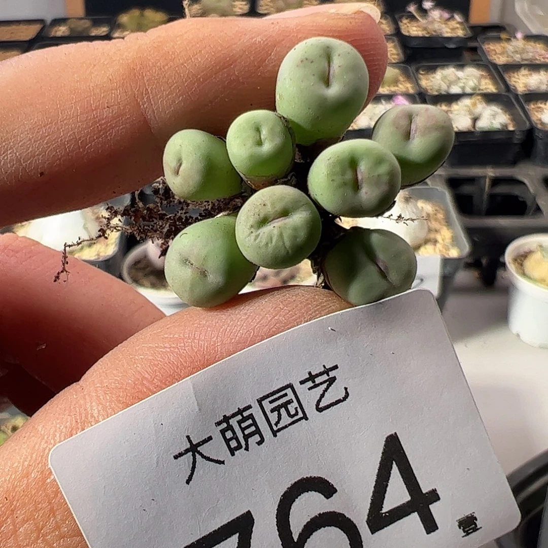 一物一拍。    764