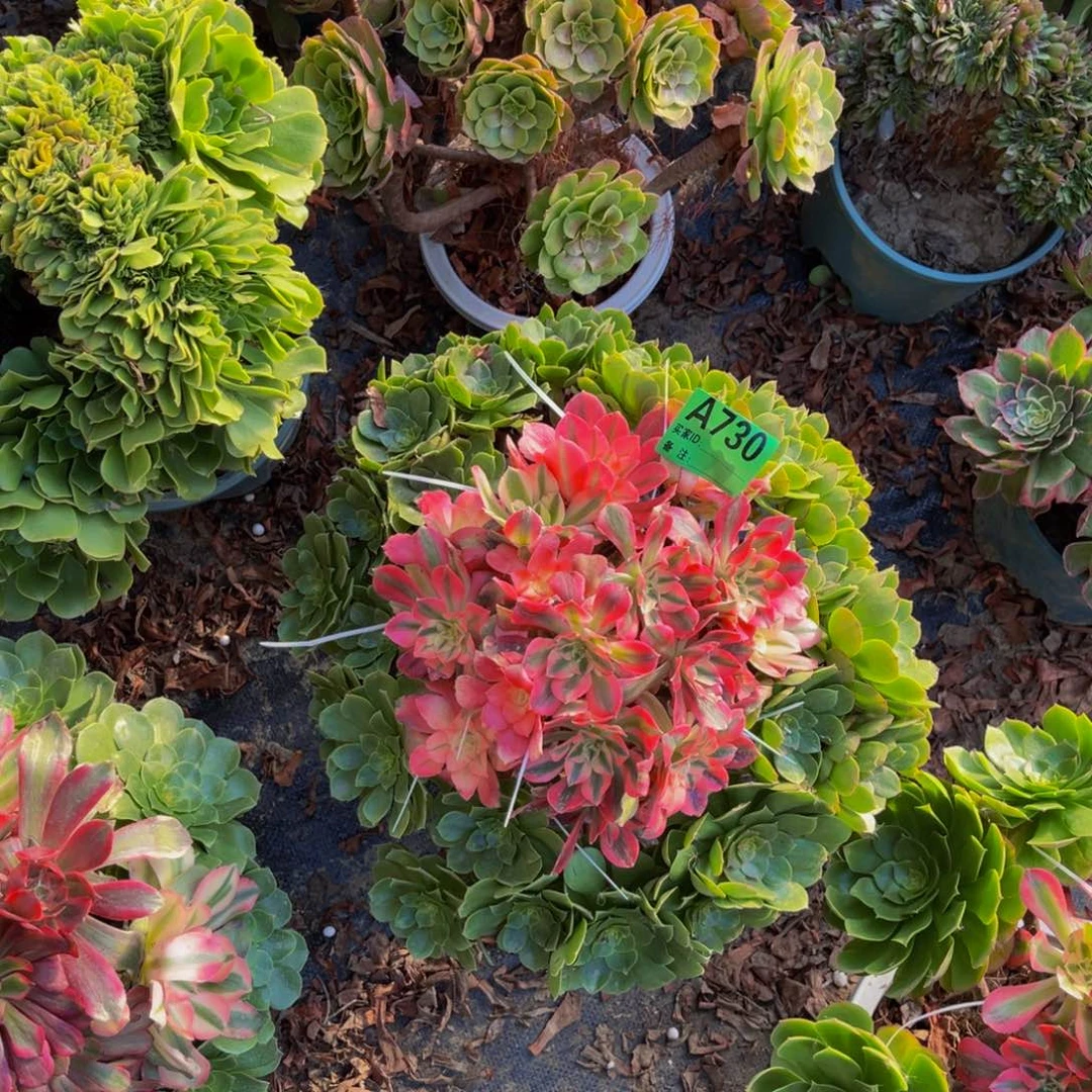 嫁接法师朵朵1-6¥¥