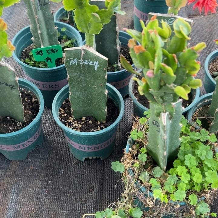 洁***31号032粉紫色花朵0000