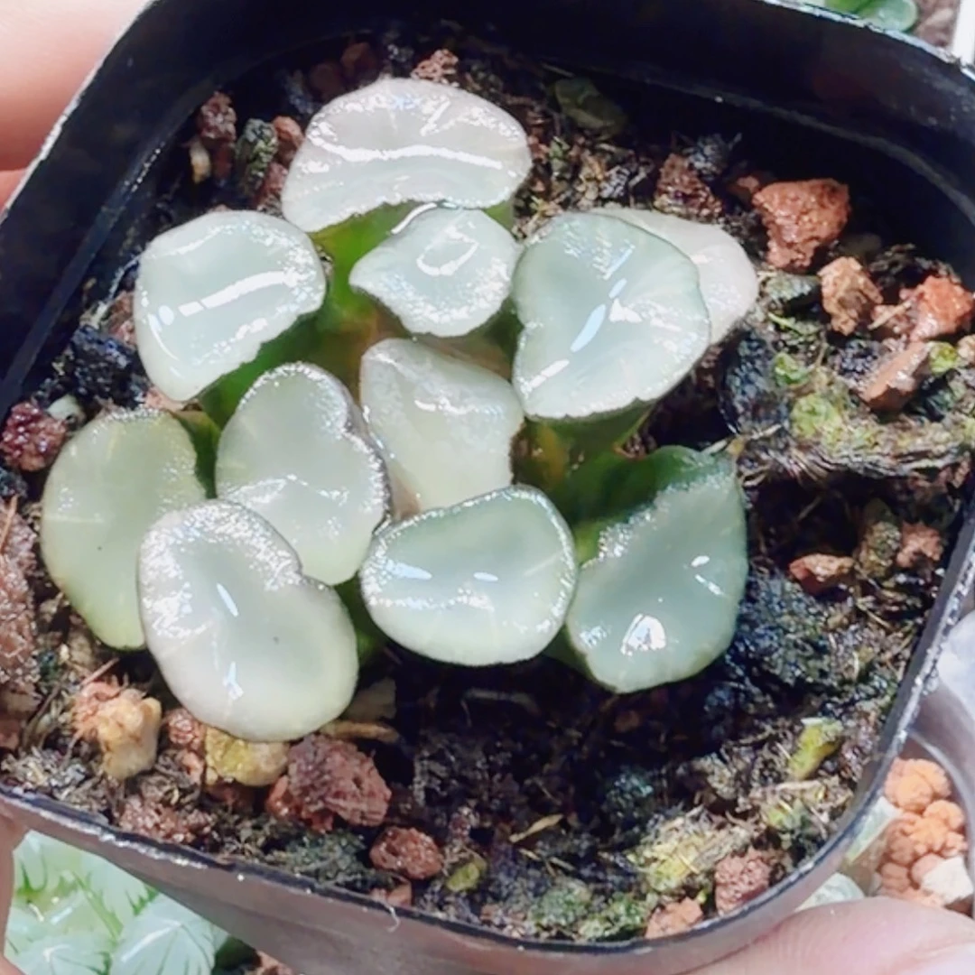 十二卷空门新粉福利