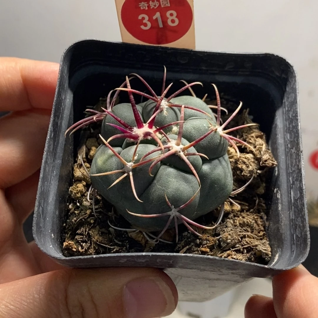 实生豪刺泰刺高木绯冠龙4.2cm