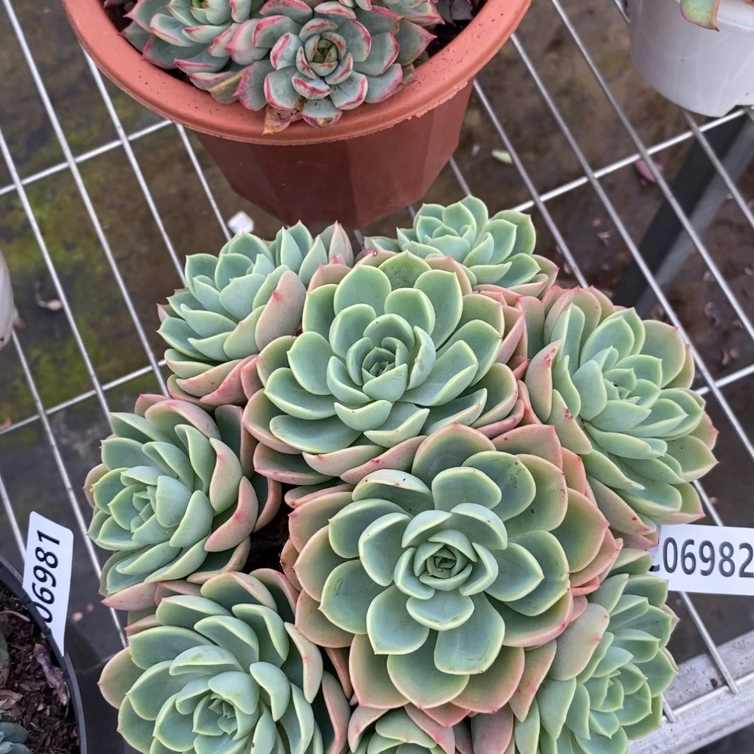 6982哈密瓜手捧一物一拍