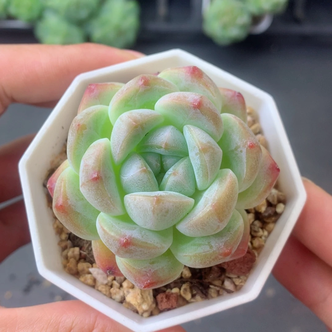 58包邮  群生不包整 103