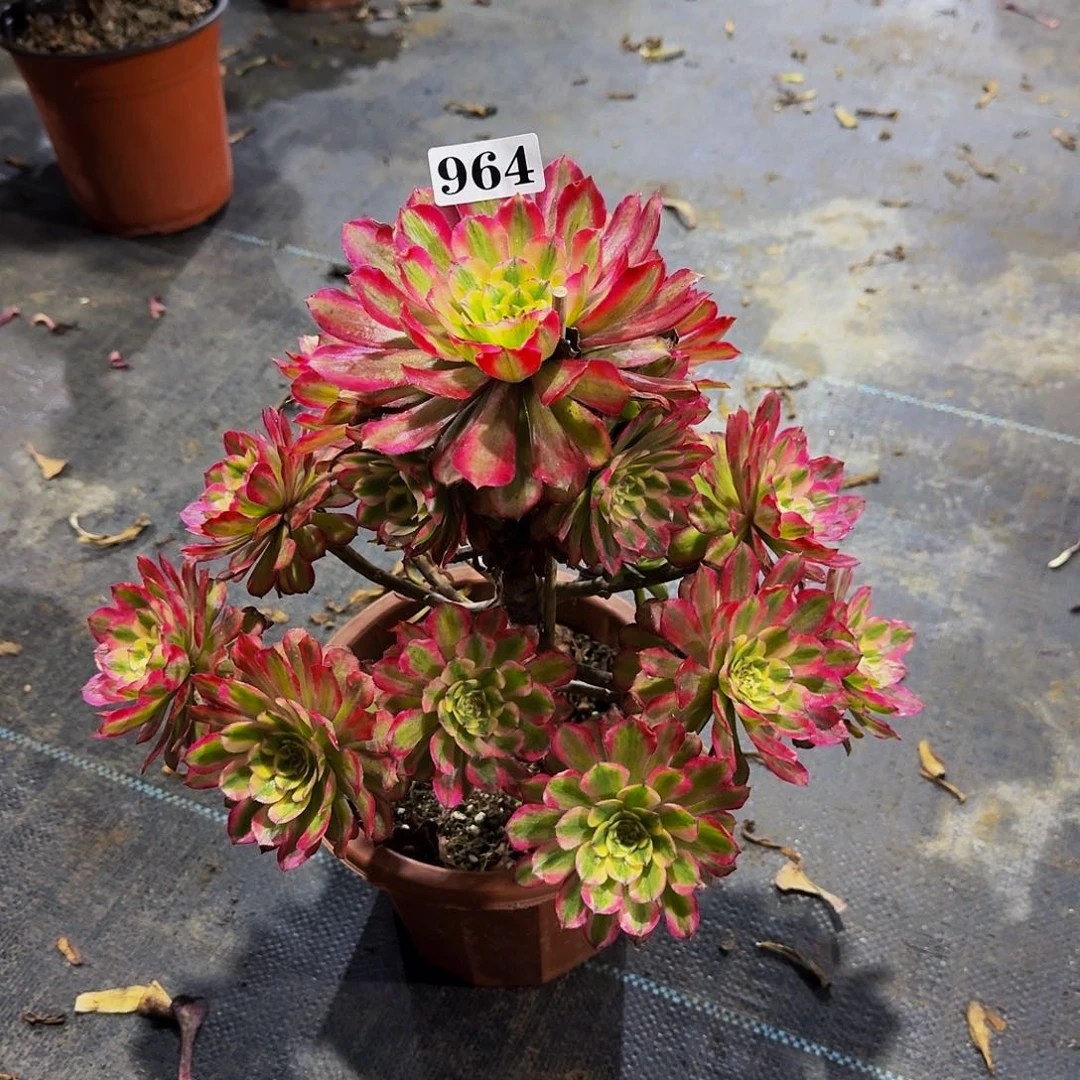 964莫琪多肉植物