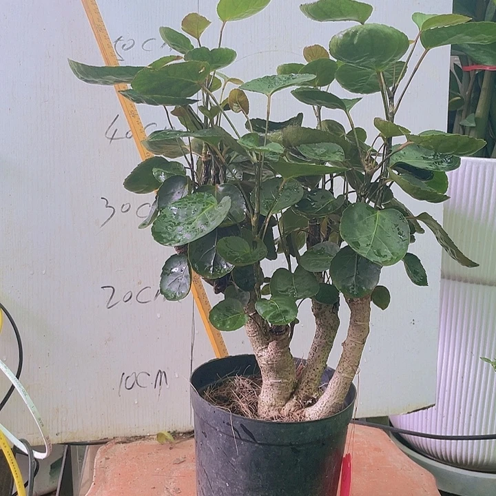 完全开放qqqqqqqqq