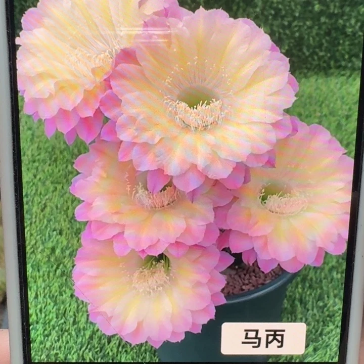 257彩草马丙歪4公分左右无根侧牙，20包邮