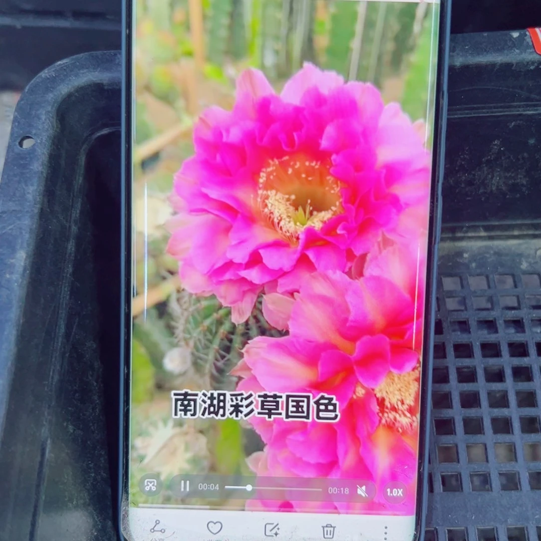 下109彩草国色歪无根侧芽4公分左右20包邮