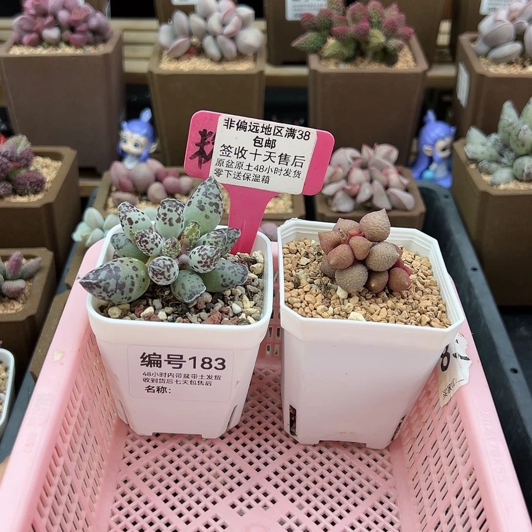言*儿183特白肌海豹小辣椒多肉植物