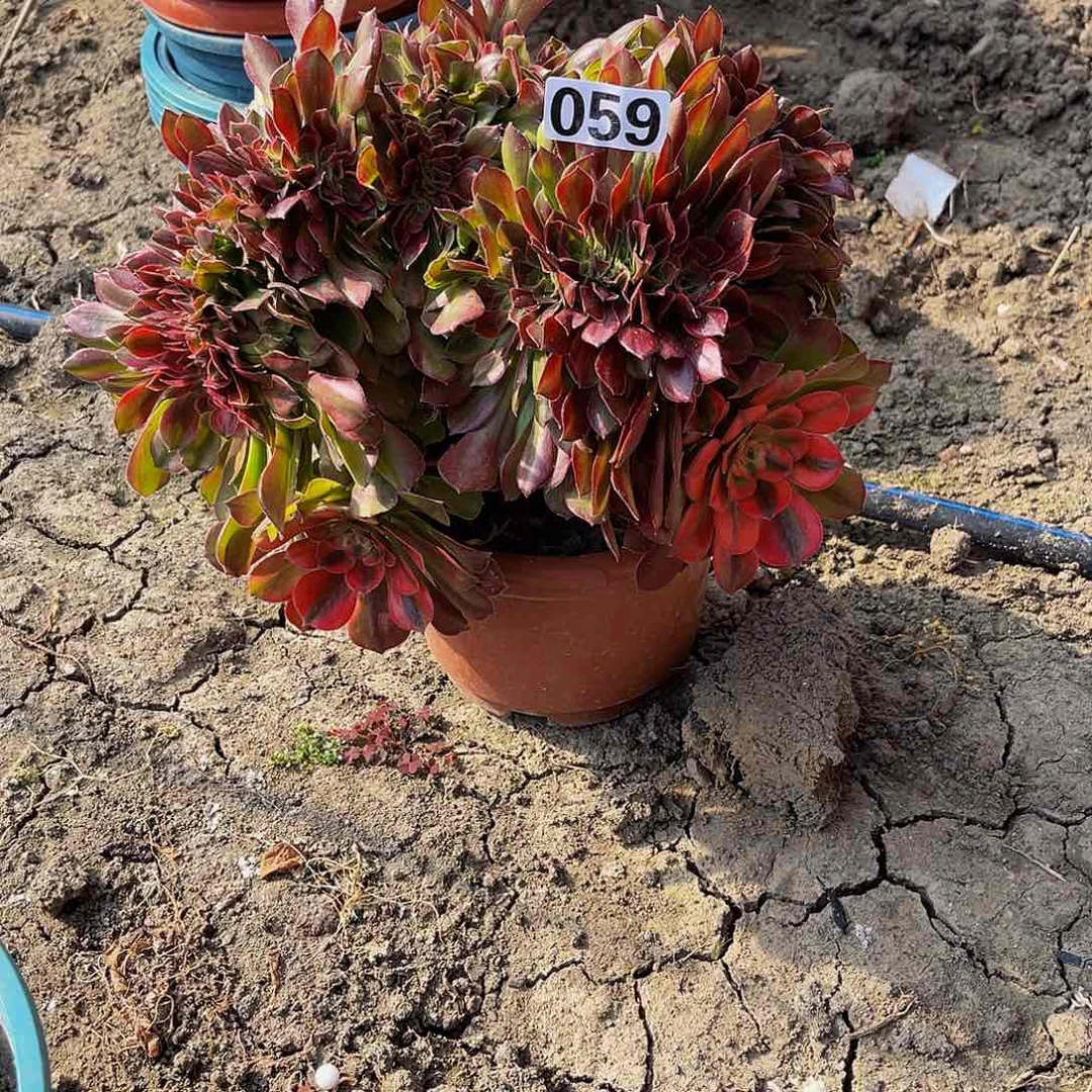 法师法师15–31包邮法师