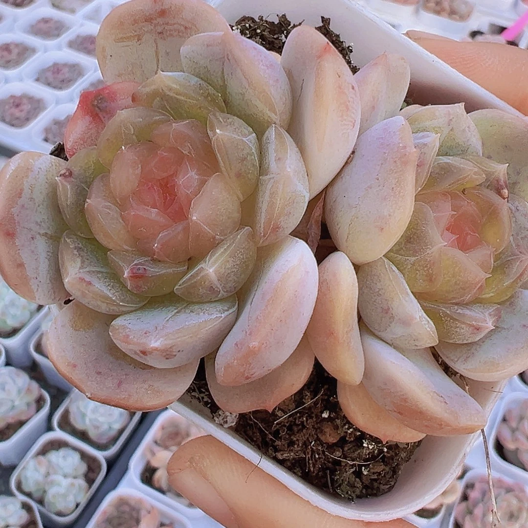 双头彩恋19包邮多肉